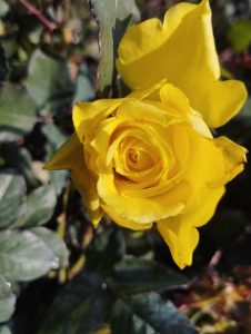 View larger photo: A fully blossomed rose of a yellow hue.