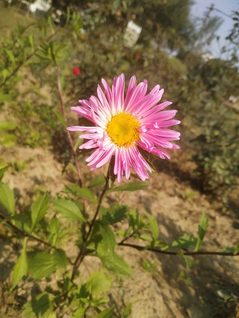 Pink and yello Erigerons, also known as fleabane, that have a very daisy-like appearance