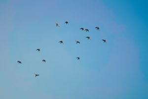 Birds flying just below the blue sky.