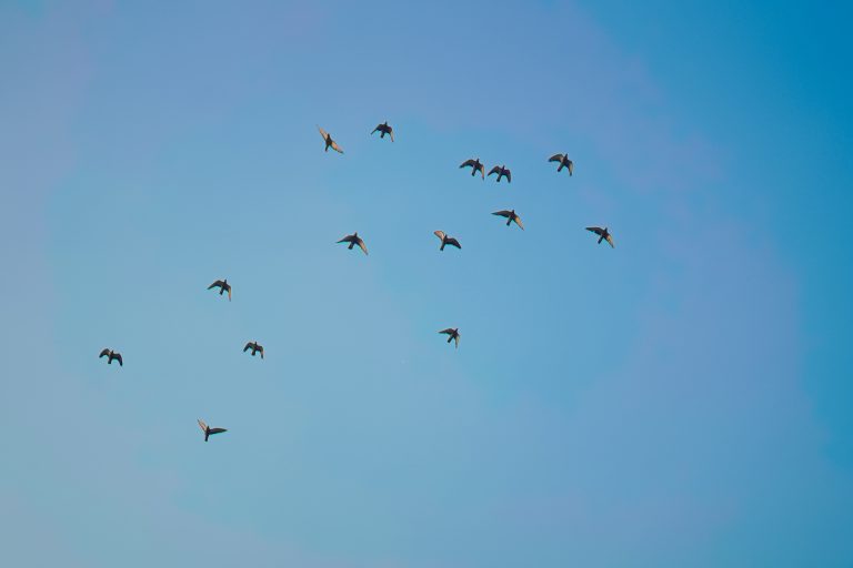 Birds flying just below the blue sky.