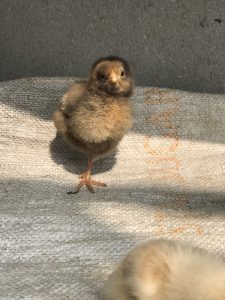 Cute dark chick standing on one leg in sunlight