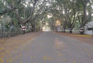 Morning tranquility at Shivaji University: A deserted road, embraced by trees, awaits the footsteps of early risers seeking solace in nature.