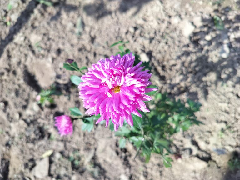 Asters flower plant : Nature’s confetti, scattering joy with every bloom.