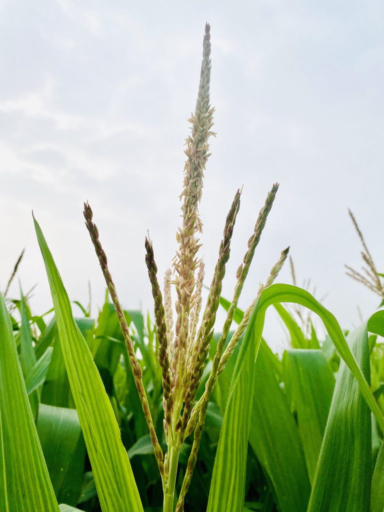 The top of a corn plant in a field