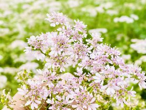 Small pink coriander flowers