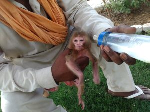 New born monkey who lost his mother during delivery drinking milk from bottle.

