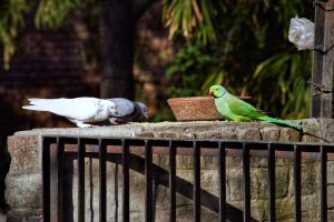 A special trio - Parrot and couple of pigeons 