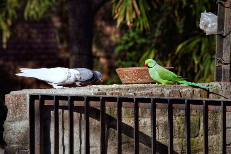 A special trio – Parrot and couple of pigeons