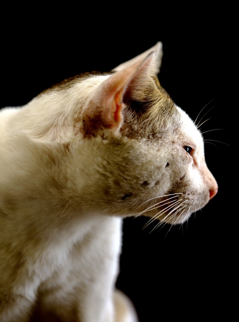 Close up shot of the side profile from a cat