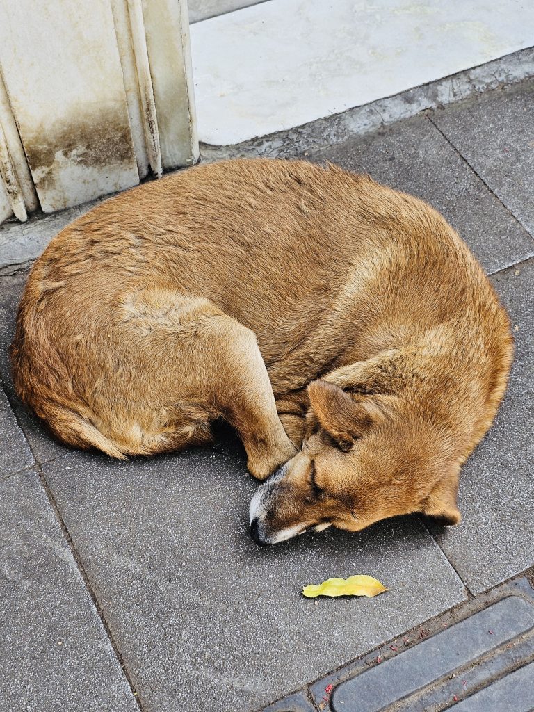 A dog is sleeping in the street. From Pune, India.