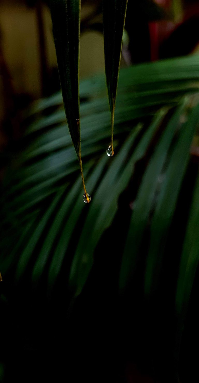 Raindrops are falling from a leaf.