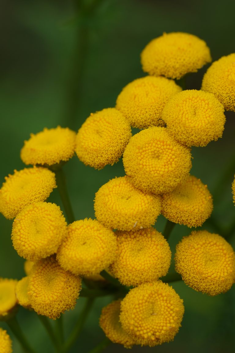 Close-up of the yellow flowers of this medicinal herb from Europe and Asia that has been used for thousands of years. Tanacetum vulgare, dt: Rainfarn, en: Tansy.