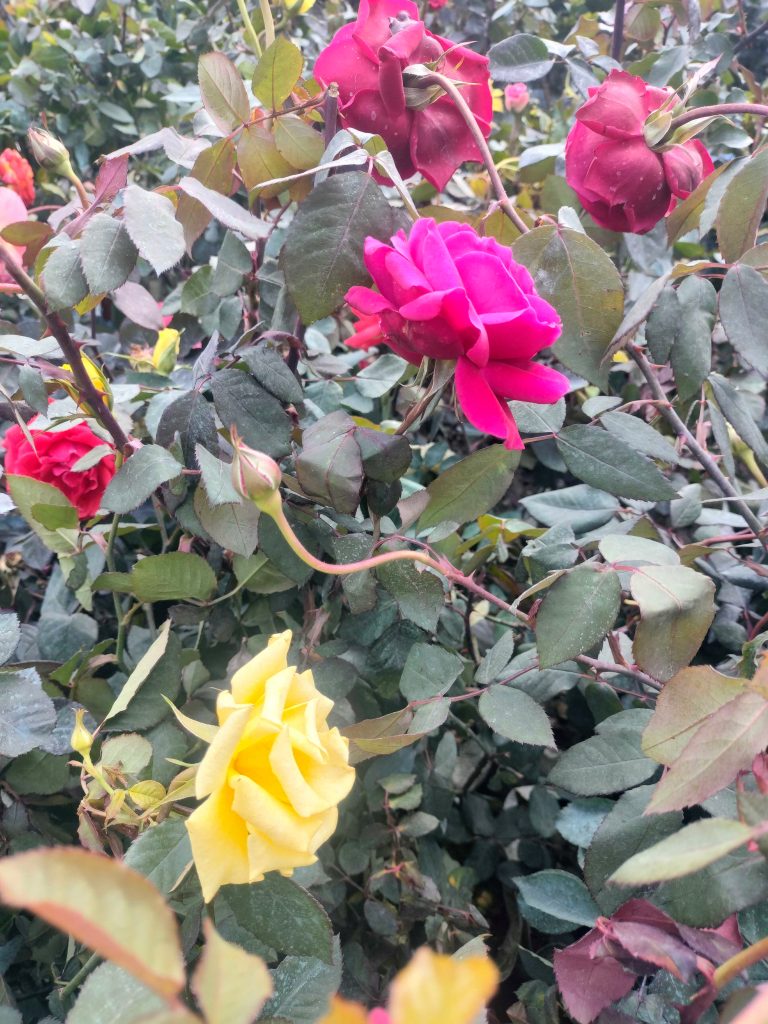 Pink and red roses growing in a garden