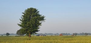 A solitary tree, a lush green landscape, and a vast, unobstructed blue sky. 