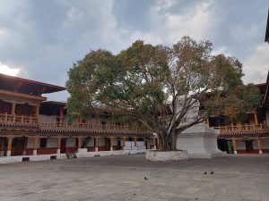 Old Bodhi Tree at Punakha Dzong, Bhutan
