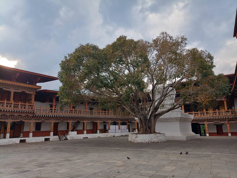 Old Bodhi Tree at Punakha Dzong, Bhutan