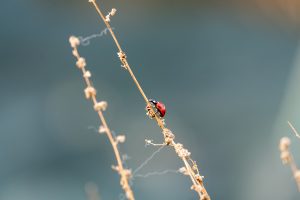 A ladybug climbing on a dry branch.
