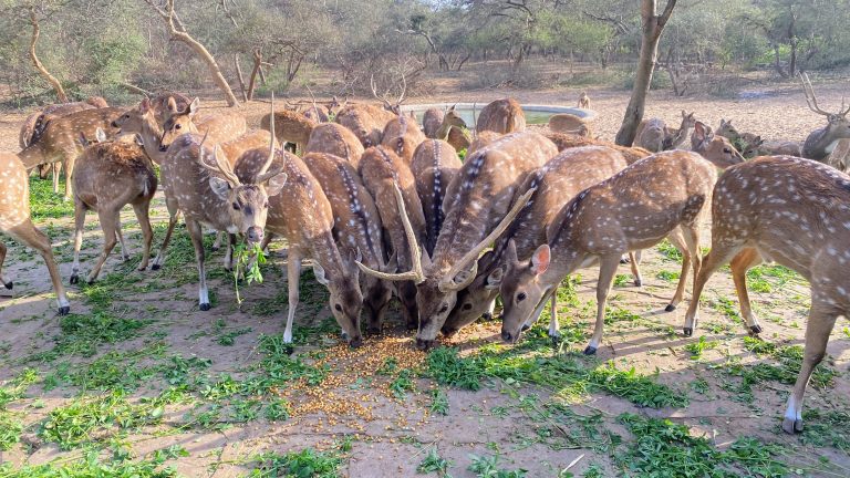 Group of deer eating green fodder. A monkey is sitting behind them at the edge of a small pond.