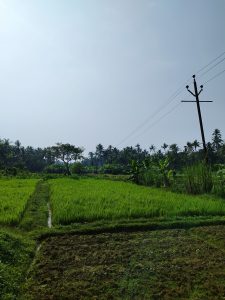 A Paddy Field in Kerala.
