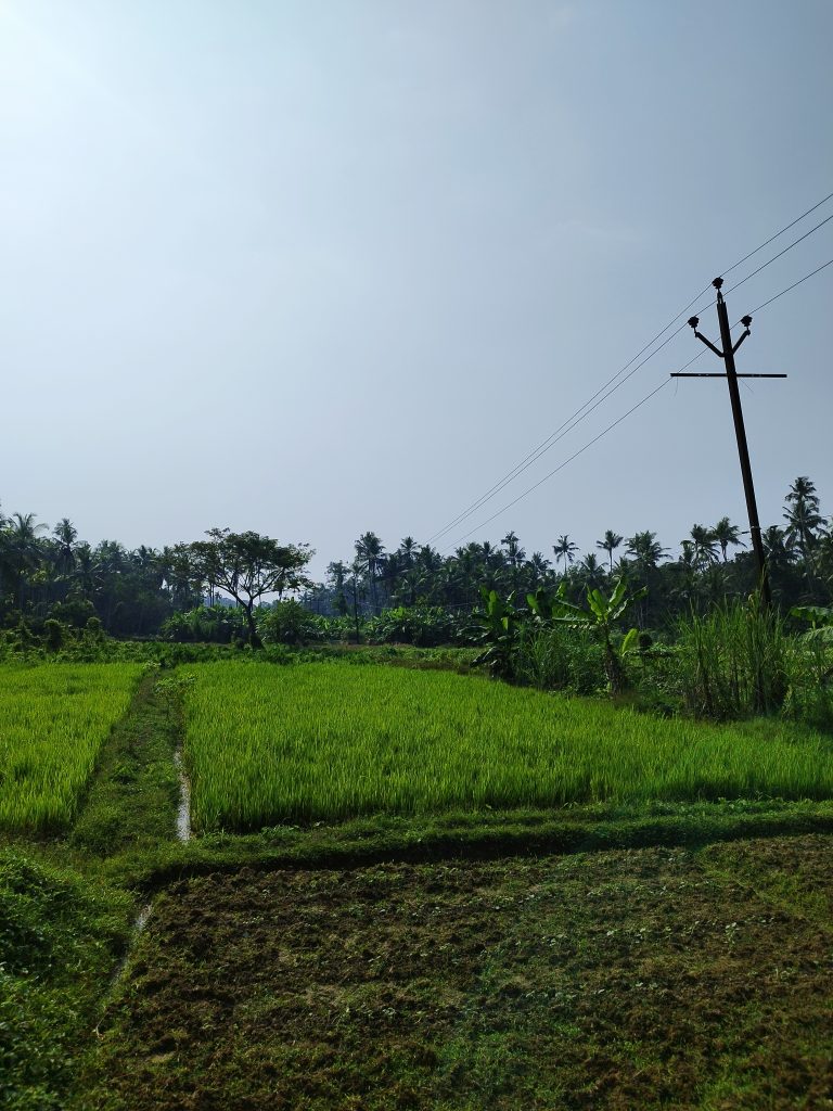 A Paddy Field in Kerala.