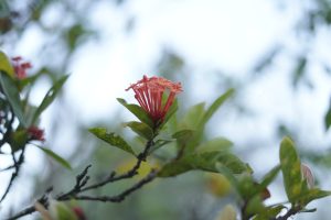 Red flower (Chinees ixora) against blurred green foliage during sunrise.