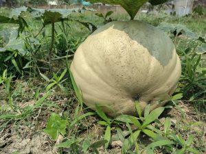 View larger photo: A large pumpkin lay amid the green grass.
