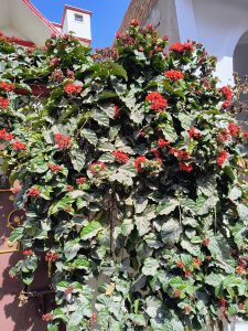 a plant with red flowers growing on the side of a white building