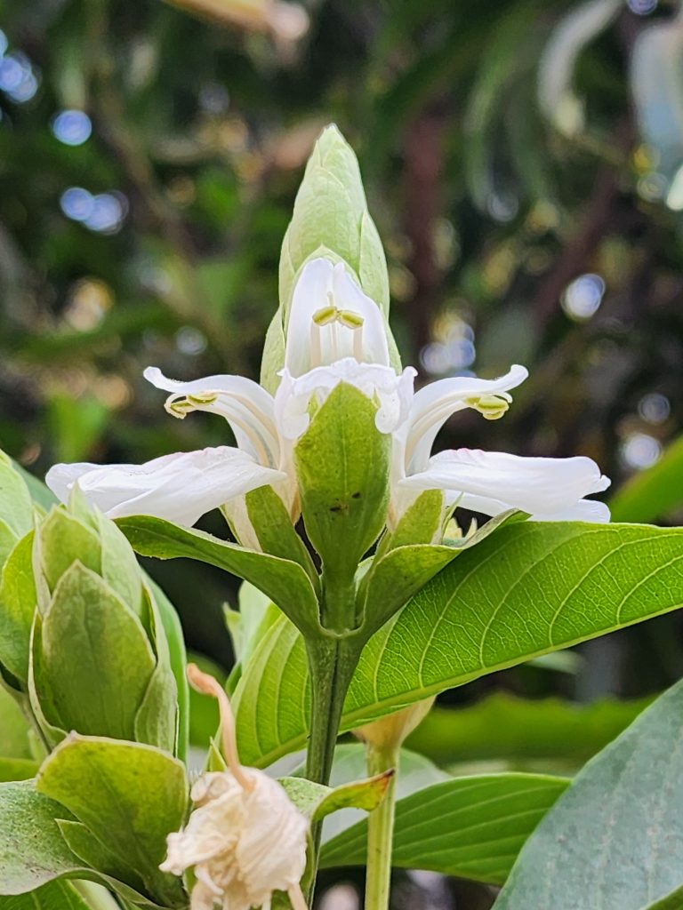 White Flower of Malabar Nut.