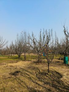 Apple trees in their leafless state.  