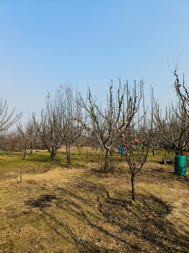 Apple trees in their leafless state.