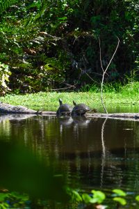 Tortugas (turtles) on a log in the water in Cahuita, Costa Rica