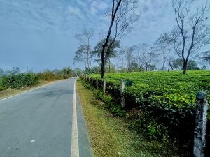 Road lined with bushes at the Binnakandi Tea Garden Assam
