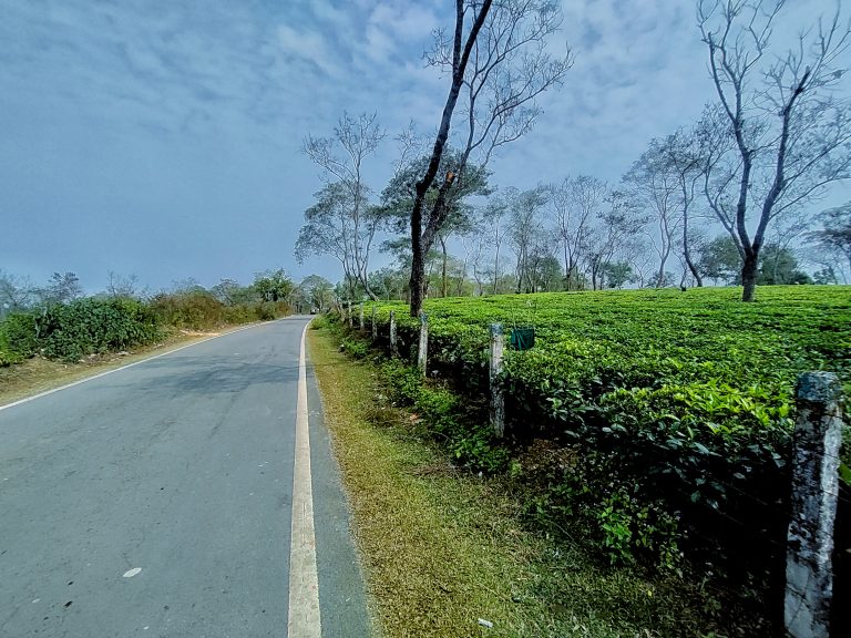 Road lined with bushes at the Binnakandi Tea Garden Assam