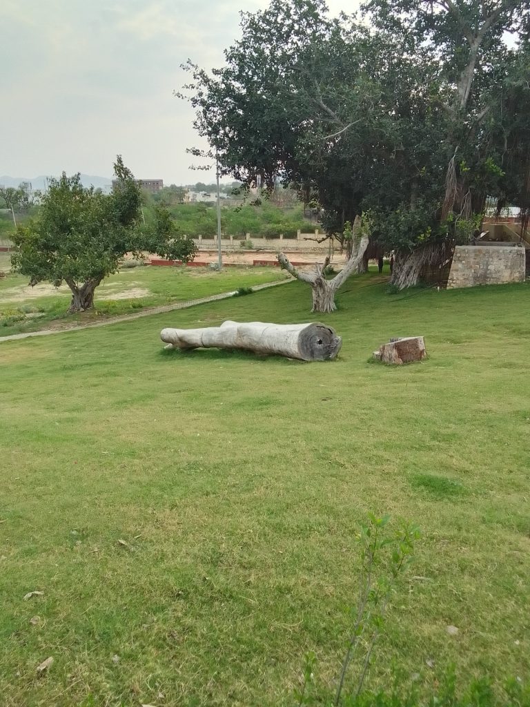 A serene green park featuring a large, felled tree, resting on the grass, with trees and open skies in the background.