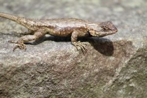 A lizard sunning on a rock that is almost the same color. Hawks Nest State Park, Fayette County, West Virginia
