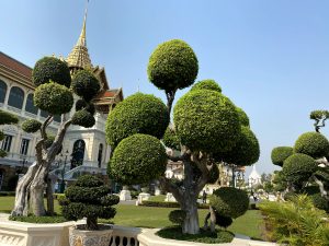 Nice Beautiful tree from the Grand palace Bangkok