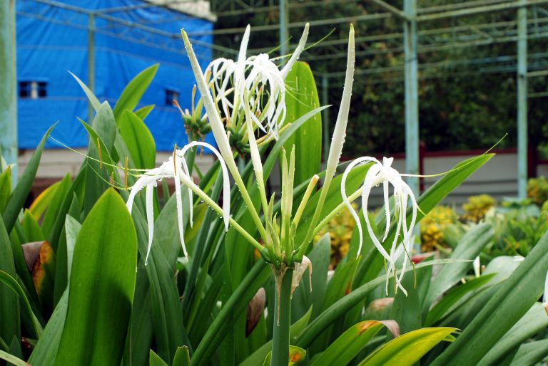 A beautiful garden plant with white flowers known as White Lili.