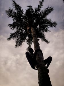 A man climbing coconut tree in Kerala Gods Own Country.