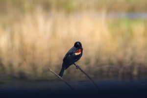 A redwing blackbird perched on a reed looking at the camera, with brown reeds blurred in the background.
