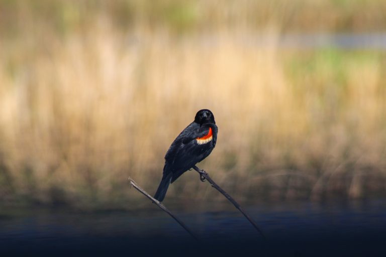 A redwing blackbird perched on a reed looking at the camera, with brown reeds blurred in the background.