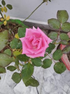 A pink rose with green leaves whispers love and romance through its elegant and graceful petals.