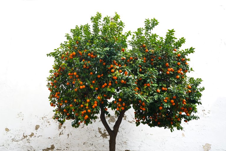 Small orange tree full of oranges, in front of a white wall