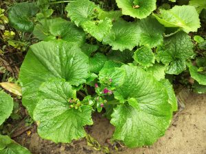 Small pinks flowers about to bloom nestled against their wet leaves.