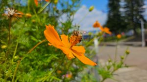 A bee collecting nectar on a bright orange cosmos flower with a blurred background of greenery and a park setting.
