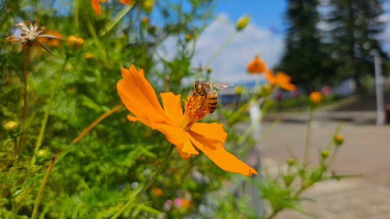 A bee collecting nectar on a bright orange cosmos flower with a blurred background of greenery and a park setting.