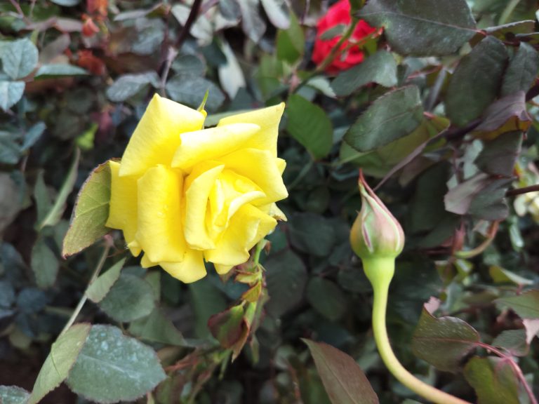 A captivating image of a yellow rose in full bloom, accompanied by a delicate bud. The vibrant yellow petals gracefully unfold, revealing a stunning display of natural beauty. The adjacent bud holds the promise of blossoming, creating a harmonious composition that celebrates the stages of floral growth.