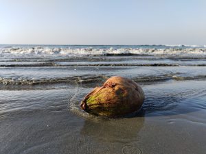 A broken coconut on the beach with waves behind it.
