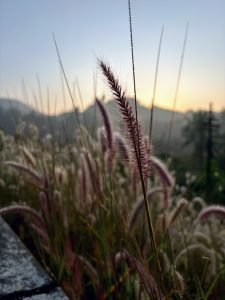 A serene view of the rising sun behind the hills, with purple fountain grass in the foreground.
