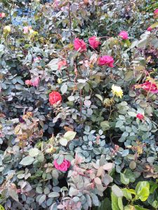 View larger photo: Yellow, red, and pink roses growing on the vine