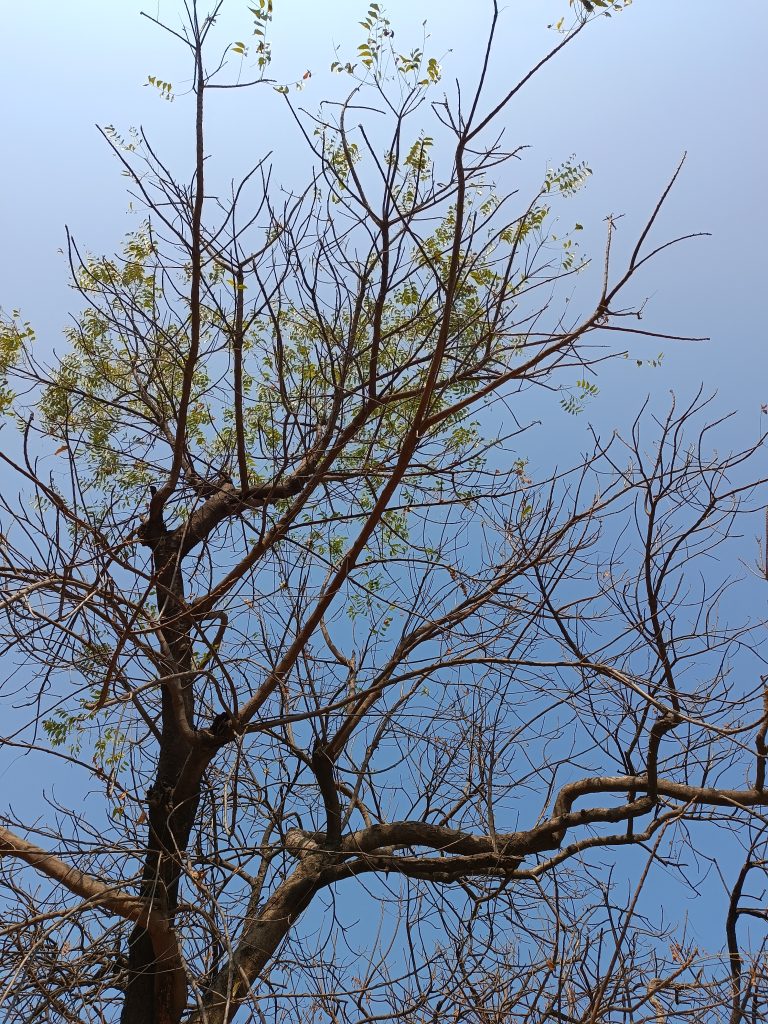 Almost barren branches of a tree looking up toward the sky. There are a few leaves left.